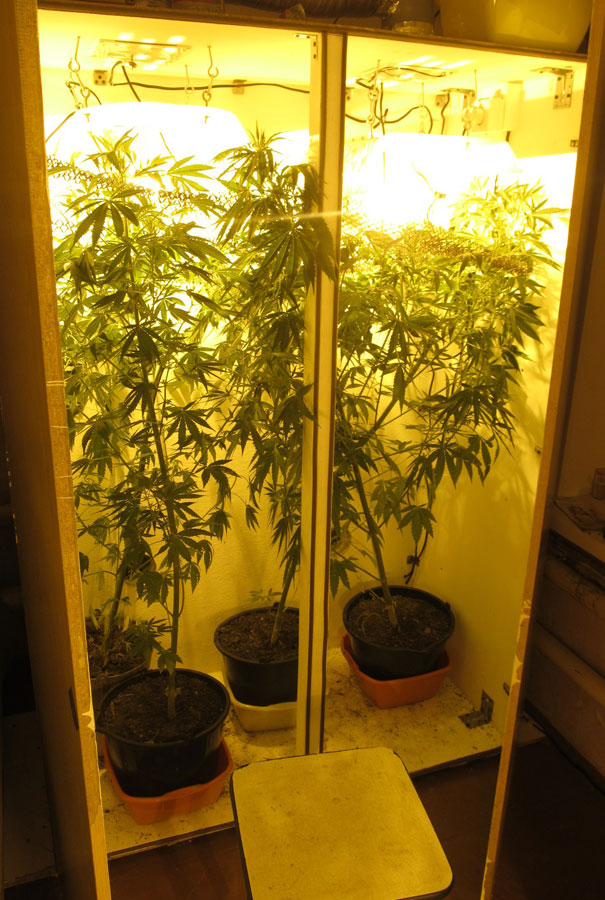 Приспособления для выращивания марихуаны игры наркотик или нет